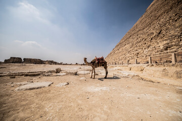 Camello junto a una pirámide, Egipto