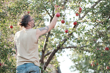 Man picks apples from a tree in the garden. Autumn harvest, gardening. - Powered by Adobe