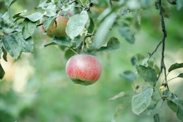 Ripe red apple on the branches of an apple tree in the garden.