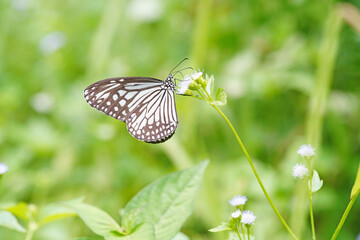 Ideopsis vulgaris found in the forest.