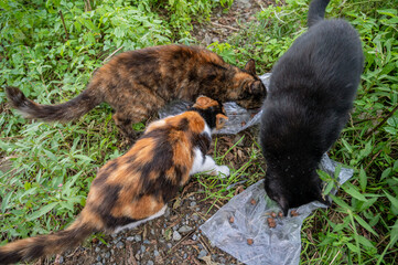 Three stray cats eats food on the street.