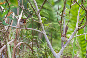 Couple of Red-backed fairywren sitting on Branch in a Tree, Queensland, Australia.