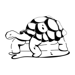 Desert Turtle 
