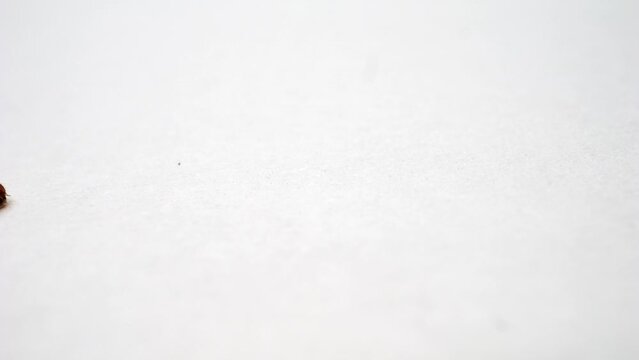 Detailed view of a food moth larva traversing white surface.