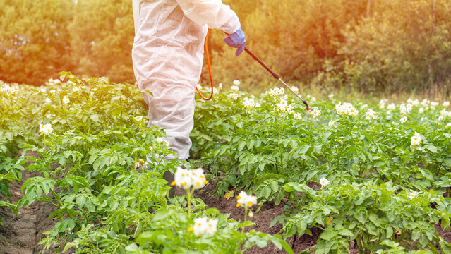 Farmer abuses application of chemical fertilizers, unlimited application of chemical substances to obtain large harvest