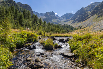 The picturesque valley with stream in the Maritime Alps in the municipality of Vinadio, province of Cuneo, Piedmont, Italy - obrazy, fototapety, plakaty