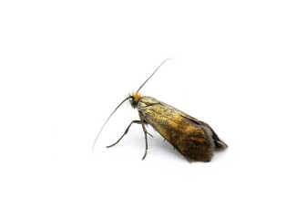 Small Adult Phereoeca  Moth of the order lepidopteraPhereoeca isolated on white background, studio shot