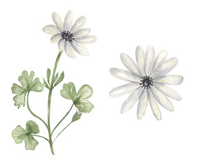 Watercolor Wildflowers illustration, anemone meadow florals clipart set, field flowers print