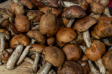 Freshly picked boletus mushrooms on a farmer's counter
