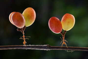 Two ants on a twig carrying heavy grapes