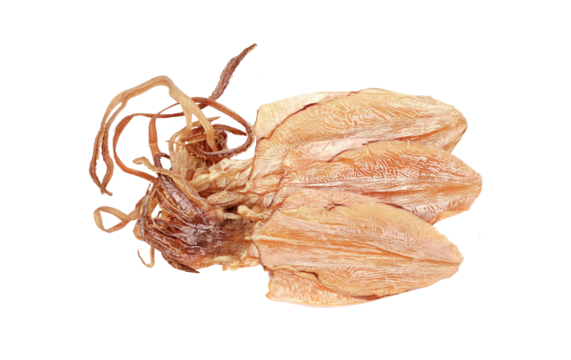 dried squid isolated on white
