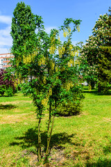Laburnum plant (Laburnum anagyroides) blooming at spring in a park