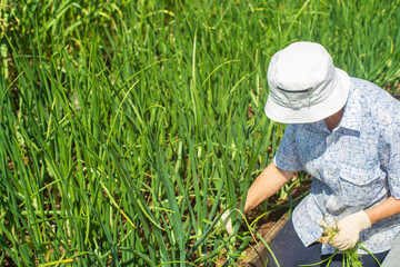 Harvesting by the farmer in the garden at the farm. Gardening concept. Agricultural work on a plantation. Fresh healthy organic food