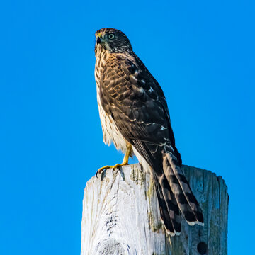 Close-up portrait of a Coopers Hawk on a wooden post, British Columbia, Canada