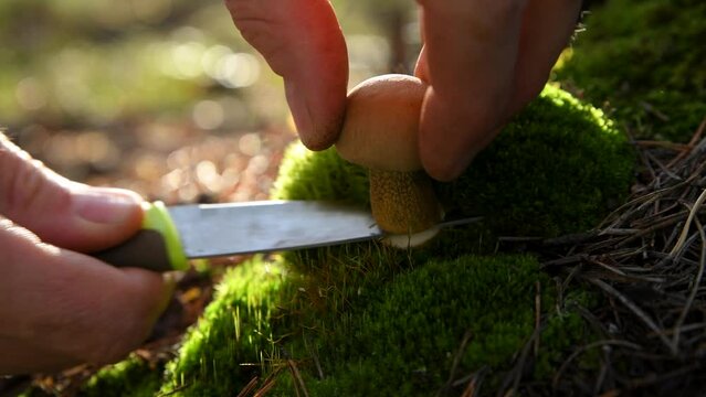 Porcini mushroom is cut with a knife in a pine autumn forest. Boletus Edulis. Edible mushroom. Close-up. 
Mushroom picking. Soft focus.
