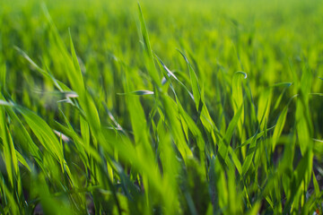 Fresh green grass on a sunny summer day close-up. Beautiful natural rural landscape with a blurred background for nature-themed design and projects