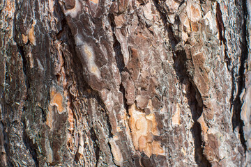 Relief texture of tree old bark close-up in the forest. Natural beautiful abstract wood pattern...