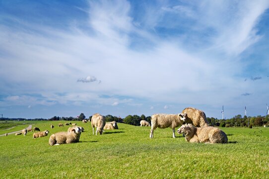 Flock of sheep in a field by river Ems, Gandersum, East Frisia, Lower Saxony, Germany