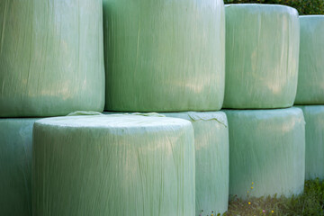Cut grass gathered and rolled in plastic wrapping bales as animal fodder on agricultural farm