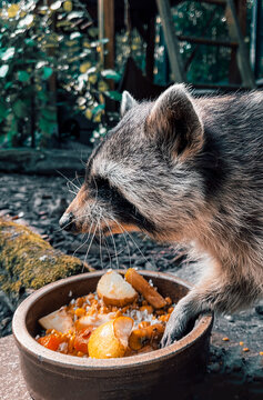Close-Up of a raccoon eating leftover food in a garden, Germany