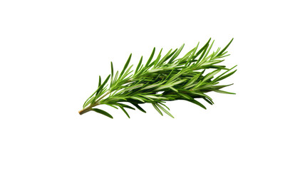 Rosemary sprig. PNG isolated on transparent background