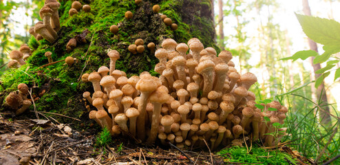 Forest edible mushrooms on a birch. Mushroom of the Armillaria family. Grows in groups on old stumps and trees. Bottom view.