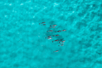 View of a dolphin pod swimming through the sea
