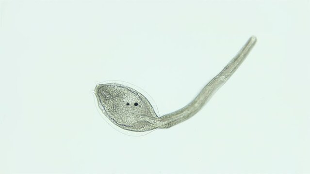 Larva of sea squirts Halocynthia pyriformis under microscope, class Ascidiacea. Larva is similar to a tadpole and has a notochord, Chordata. White sea
