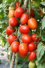 1november Vegan day. Vegetable in the field.