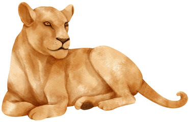 Lion african wildlife animals watercolor illustration