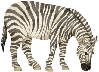 Fototapeta na wymiar Zebra wildlife animals watercolor illustration