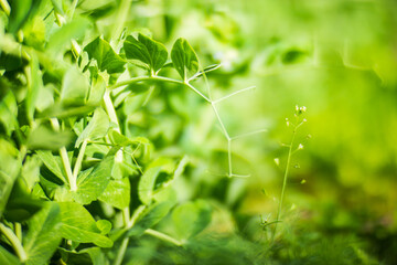 Stem and leaves of pea close-up in the farm. Green fresh natural food crops. Gardening concept. Agricultural plants growing in garden beds