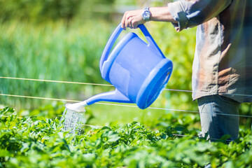 A farmer with a garden watering can is watering vegetable plants in summer. Gardening concept....