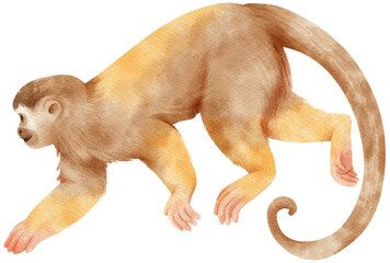 squirrel monkey wildlife Watercolor illustration