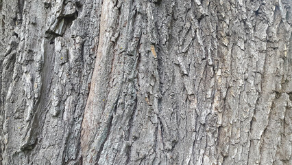 Deciduous tree bark. Tree bark texture. Natural background from tree bark