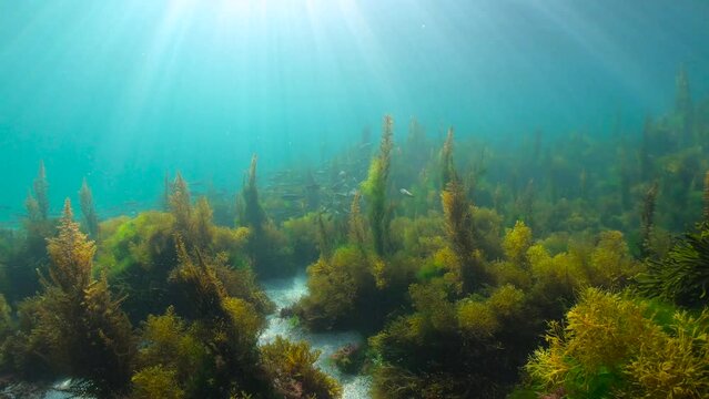 Sunlight underwater with seaweed and a school of fish (bogue) in the Atlantic ocean, natural scene, Spain, Galicia, Rias Baixas, 59.94fps