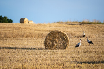 Storks ( Ciconiidae ) on a stubble field between hay bales