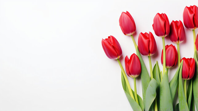 Red tulips on isolated white background with copy space