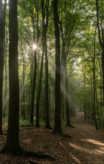 Nebeliger Wald mit Sonnenstrahlen Hülser Berg Krefeld