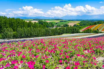 夏の北海道美瑛町　四季彩の丘