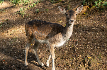 Reh im Wald Hülser Berg Krefeld