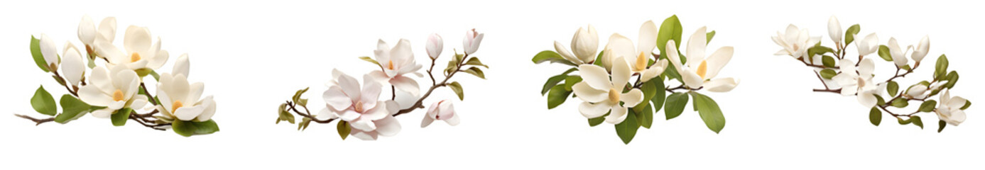 White flower, Transparent background, Floral design, Botanical illustration, Nature clipart, Isolated flower, Pure white bloom, Clean backdrop, Elegant flora