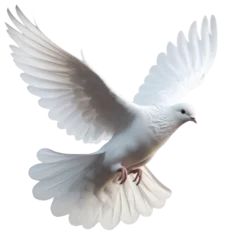 Fotobehang Beautiful white dove flying © Digital Dreams
