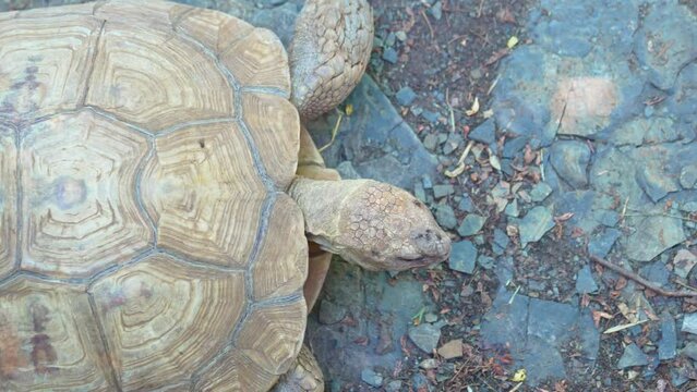 Top view. A large land tortoise crawls on the ground. A modern zoo with open enclosures.