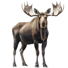 Naklejka na ściany i meble Moose Deer