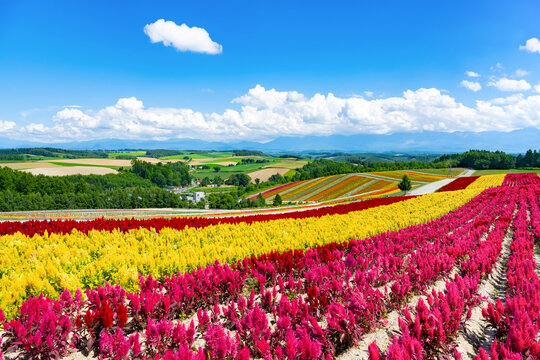 四季彩の丘」の写真素材 | 2,187件の無料イラスト画像 | Adobe Stock
