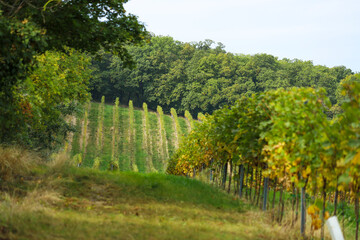 Vineyard in the countryside of Czechia, south Moravia. Pálava region near the town of Mikulov. Wine making.