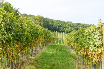 Fototapeta na wymiar Vineyard in the countryside of Czechia, south Moravia. Pálava region near the town of Mikulov. Wine making.