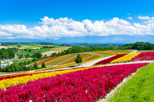四季彩の丘」の写真素材 | 1,927件の無料イラスト画像 | Adobe Stock