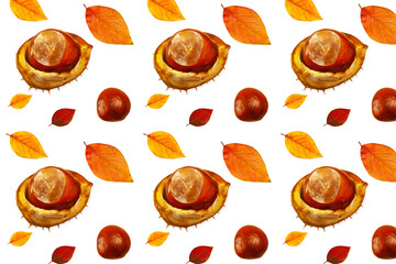 Horse-chestnut (Aesculus)  fruits With Shell Isolated on white background Autumn set with chestnuts  
